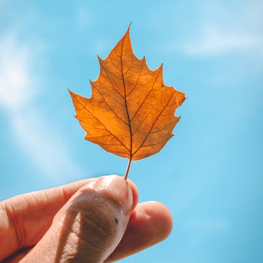 Cómo Cuidar Tu Piel en Otoño